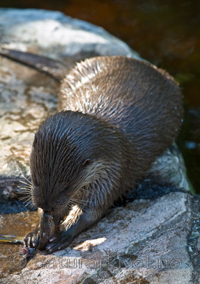 BB 12 0125 / Lutra lutra / Oter